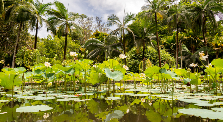 Mauritius Pamplemousse Gardens Foto MTPA Koschel